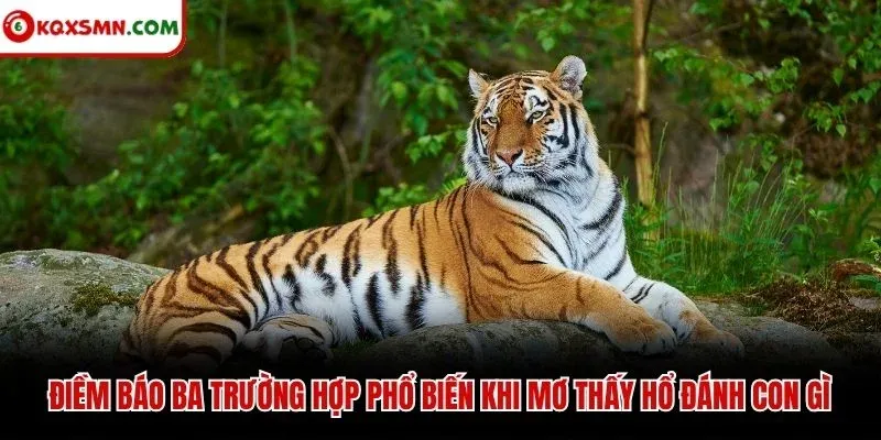 Điềm báo ba trường hợp phổ biến khi mơ thấy hổ đánh con gì