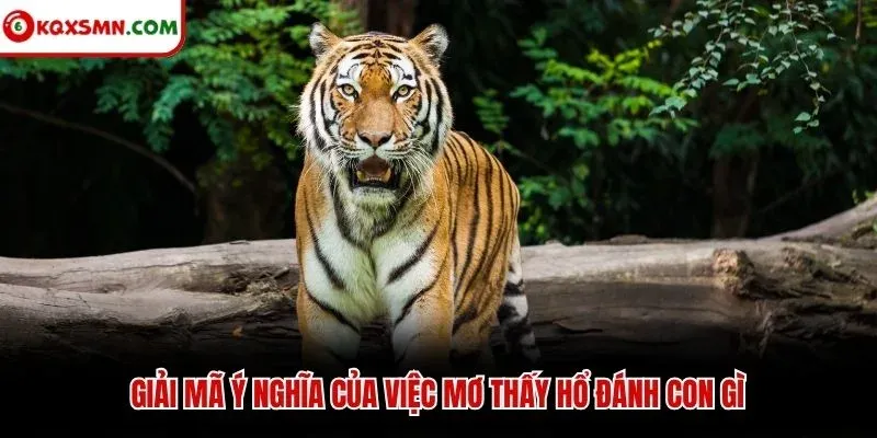 Giải mã ý nghĩa của việc mơ thấy hổ đánh con gì