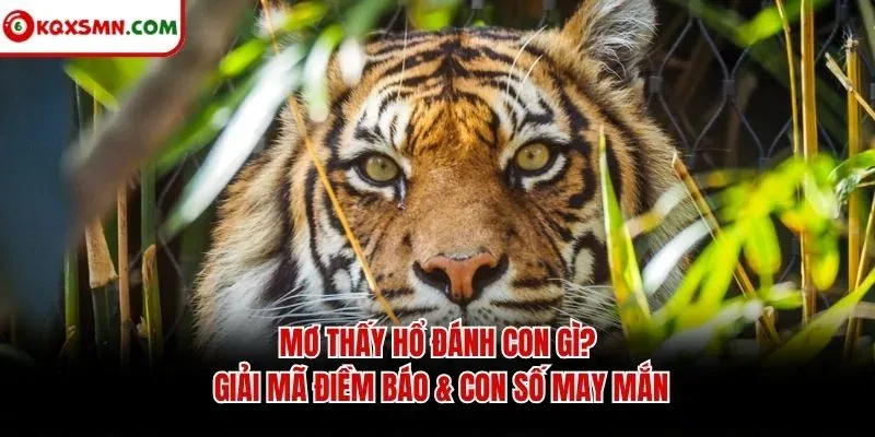 Mơ thấy Hổ đánh con gì? Giải mã điềm báo & con số may mắn