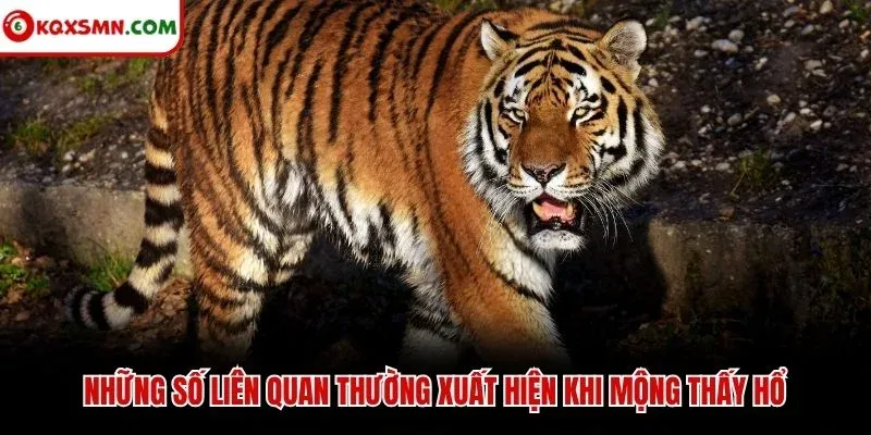 Những số liên quan thường xuất hiện khi mộng thấy hổ