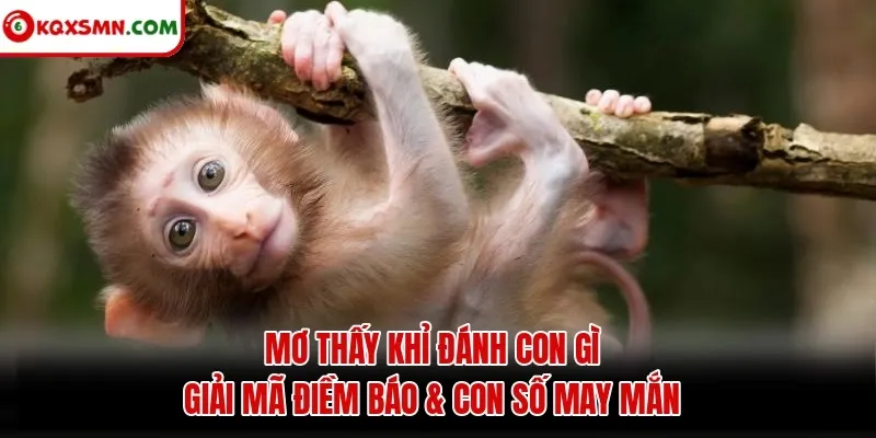 Mơ thấy Khỉ đánh con gì? Giải mã điềm báo & con số may mắn