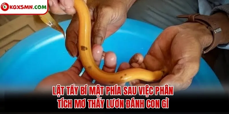 Lật tẩy bí mật phía sau việc phân tích mơ thấy lươn đánh con gì