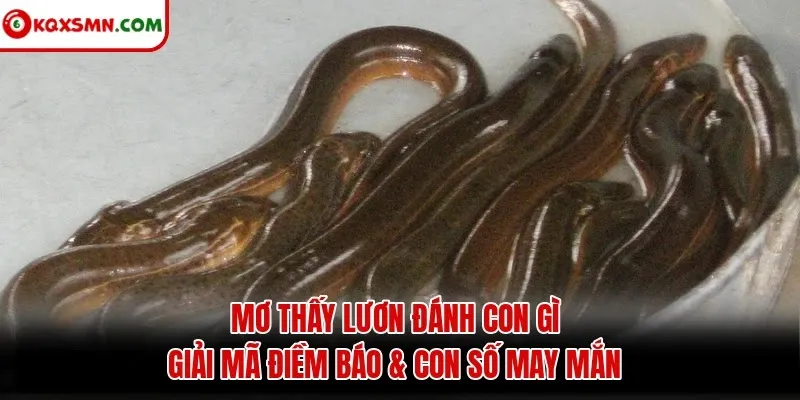 Mơ thấy Lươn đánh con gì? Giải mã điềm báo & con số may mắn