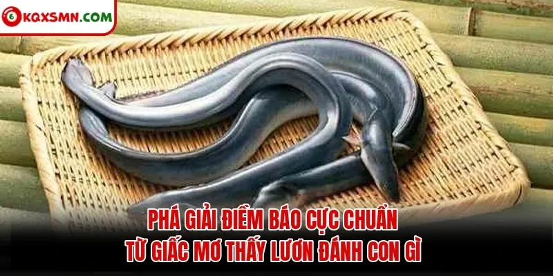 Phá giải điềm báo cực chuẩn từ giấc mơ thấy lươn đánh con gì