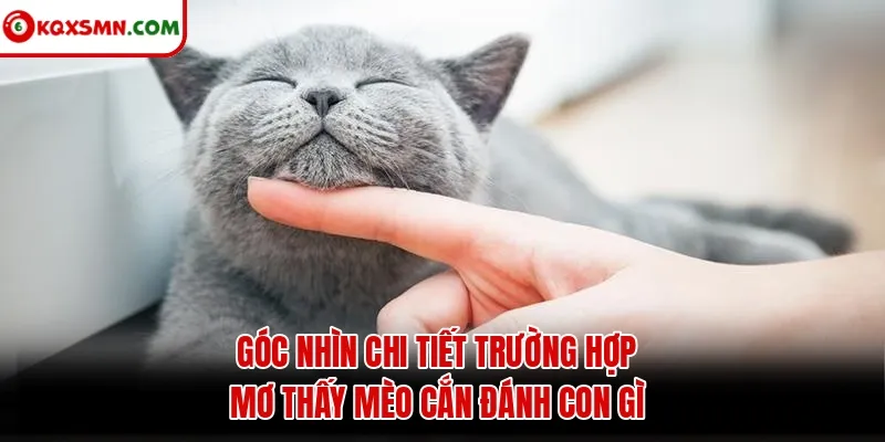 Góc nhìn chi tiết trường hợp mơ thấy mèo cắn đánh con gì