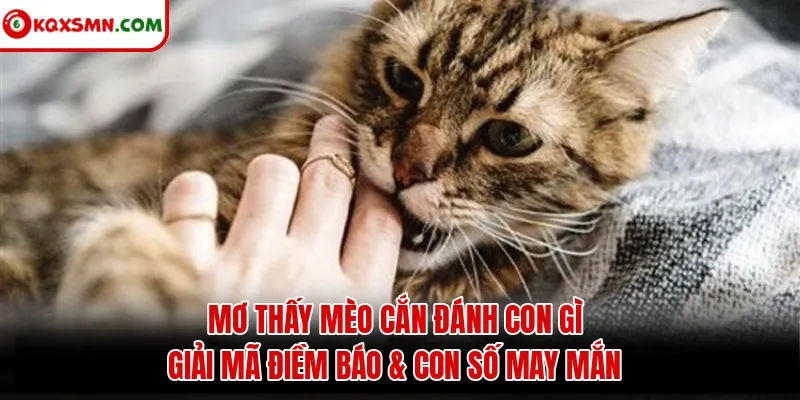 Mơ thấy Mèo cắn đánh con gì? Giải mã điềm báo & con số may mắn