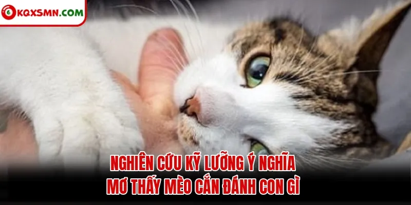 Nghiên cứu kỹ lưỡng ý nghĩa mơ thấy mèo cắn đánh con gì