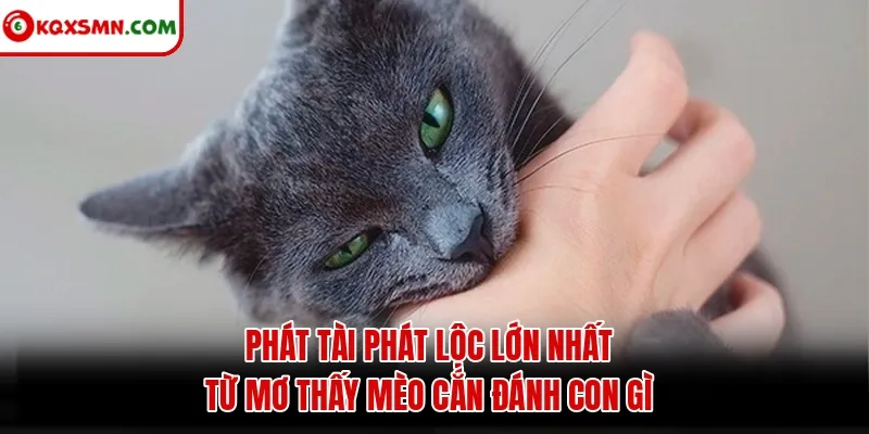 Phát tài phát lộc lớn nhất từ mơ thấy mèo cắn đánh con gì