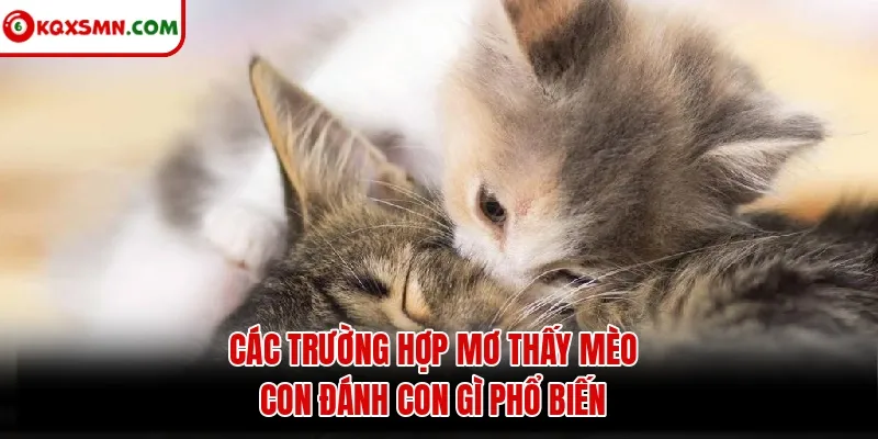 Các trường hợp mơ thấy mèo con đánh con gì phổ biến