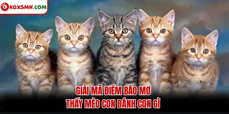 Giải mã điềm báo mơ thấy mèo con đánh con gì