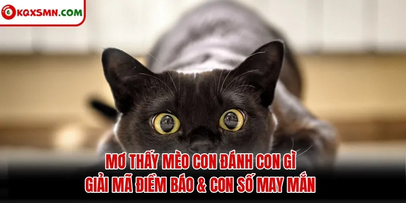 Mơ thấy Mèo con đánh con gì? Giải mã điềm báo & con số may mắn