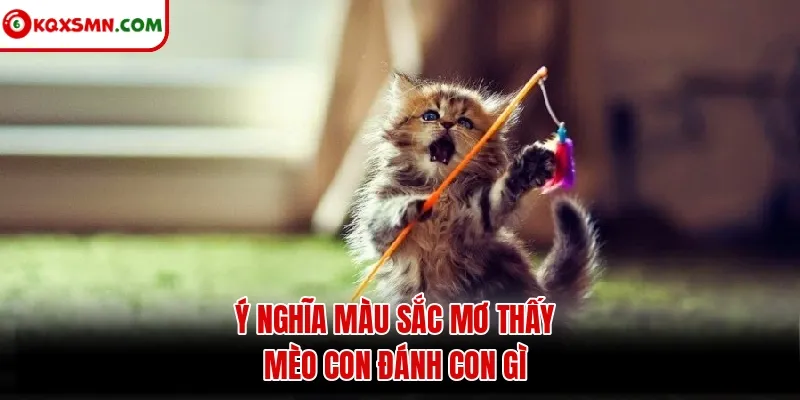 Ý nghĩa màu sắc mơ thấy mèo con đánh con gì