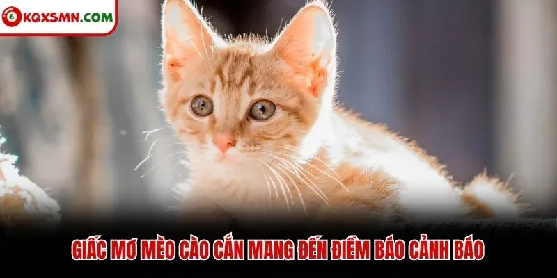Giấc mơ mèo cào cắn mang đến điềm báo cảnh báo