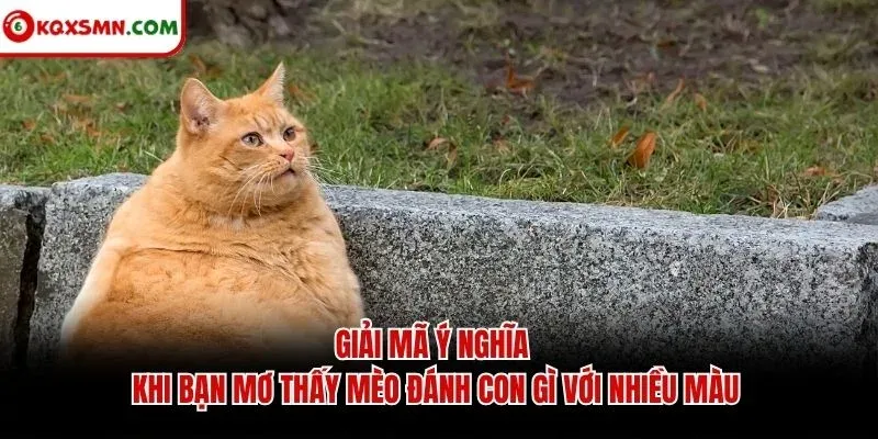 Giải mã ý nghĩa khi bạn mơ thấy mèo đánh con gì với nhiều màu