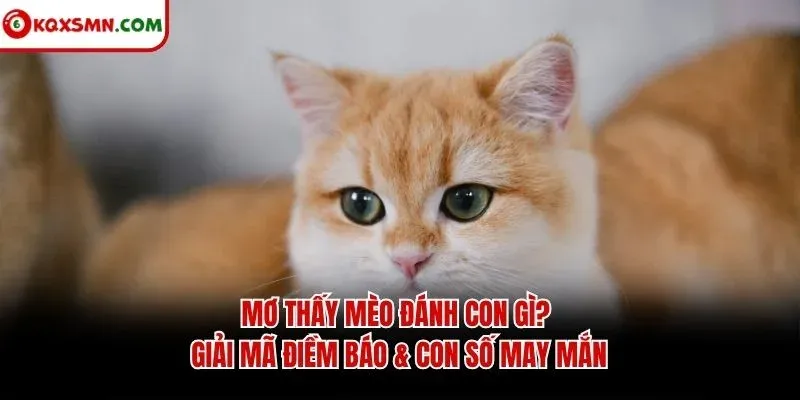 Mơ thấy Mèo đánh con gì? Giải mã điềm báo & con số may mắn