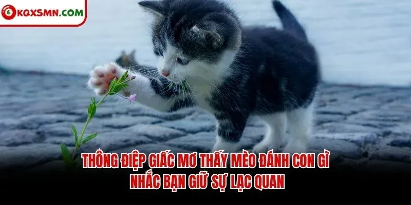 Thông điệp giấc mơ thấy mèo đánh con gì nhắc bạn giữ sự lạc quan