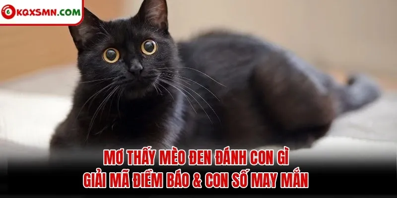 Mơ thấy Mèo đen đánh con gì? Giải mã điềm báo & con số may mắn