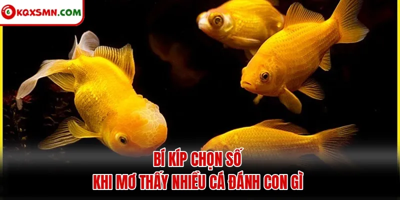 Bí kíp chọn số khi mơ thấy nhiều cá đánh con gì