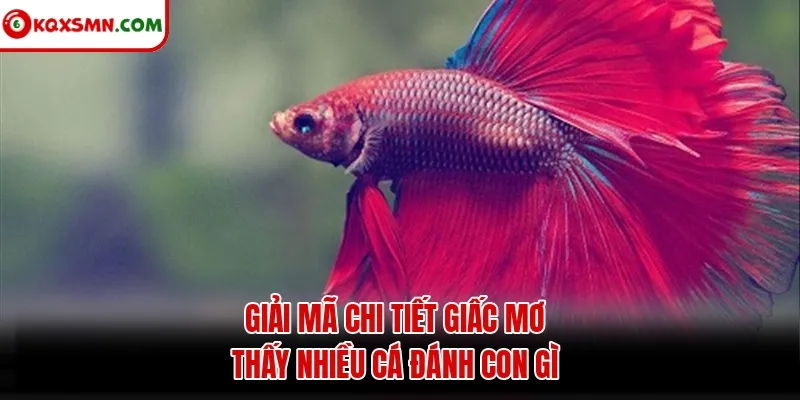 Giải mã chi tiết giấc mơ thấy nhiều cá đánh con gì