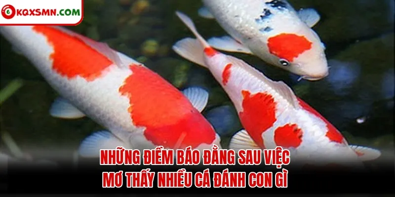 Những điềm báo đằng sau việc mơ thấy nhiều cá đánh con gì