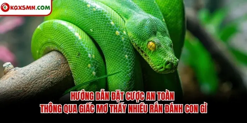 Hướng dẫn đặt cược an toàn thông qua giấc mơ thấy nhiều rắn đánh con gì
