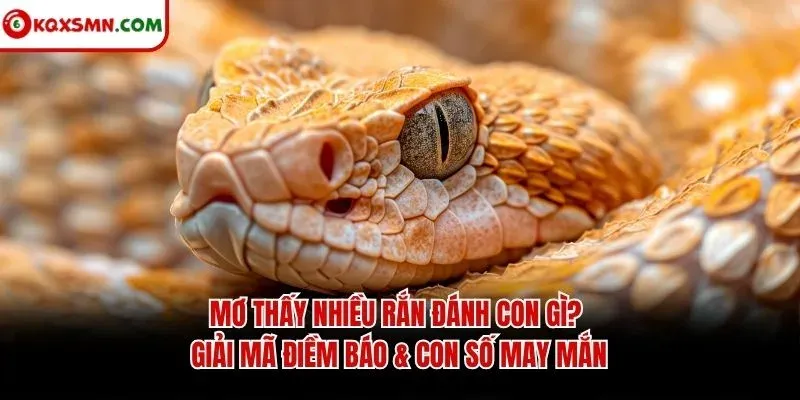 Mơ Thấy Nhiều Rắn Đánh Con Gì? Giải Mã Điềm Báo & Con Số May Mắn