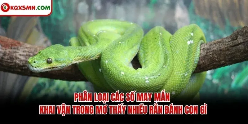 Phân loại các số may mắn khai vận trong mơ thấy nhiều rắn đánh con gì