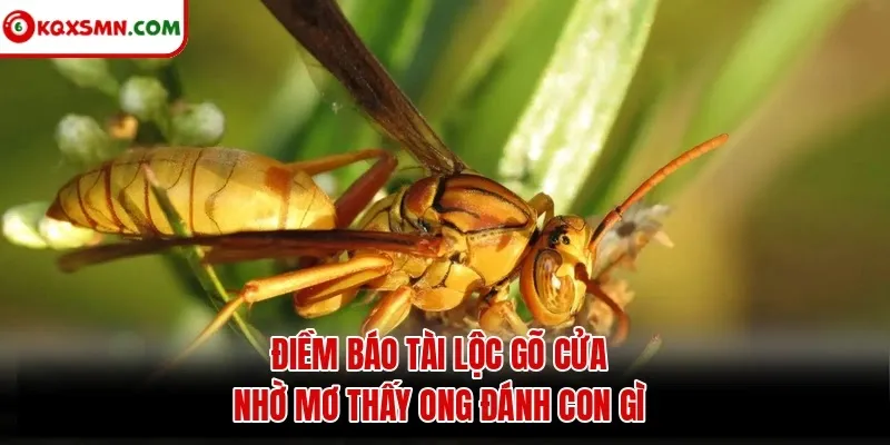 Điềm báo tài lộc gõ cửa nhờ mơ thấy ong đánh con gì