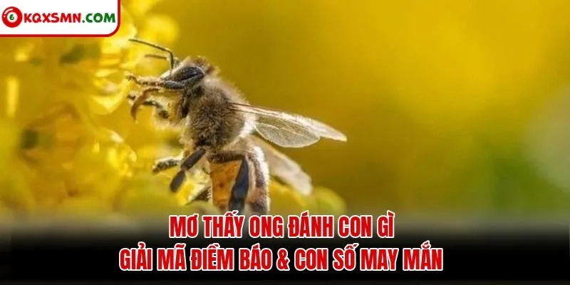 Mơ thấy Ong đánh con gì? Giải mã điềm báo & con số may mắn