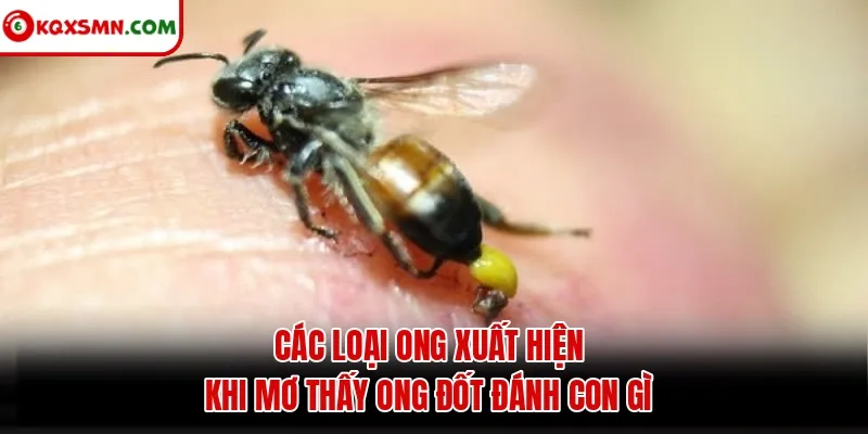 Các loại ong xuất hiện khi mơ thấy ong đốt đánh con gì