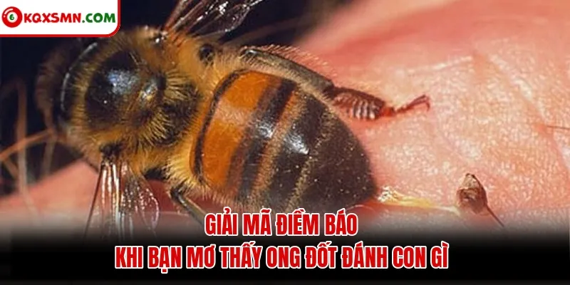 Giải mã điềm báo khi bạn mơ thấy ong đốt đánh con gì