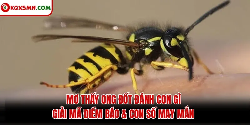 Mơ thấy Ong đốt đánh con gì? Giải mã điềm báo & con số may mắn