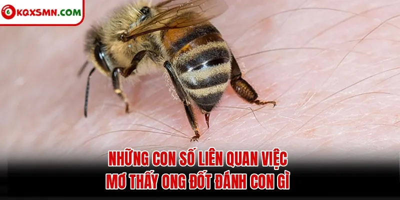 Những con số liên quan việc mơ thấy ong đốt đánh con gì