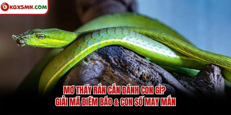 Mơ thấy Rắn cắn đánh con gì? Giải mã điềm báo & con số may mắn