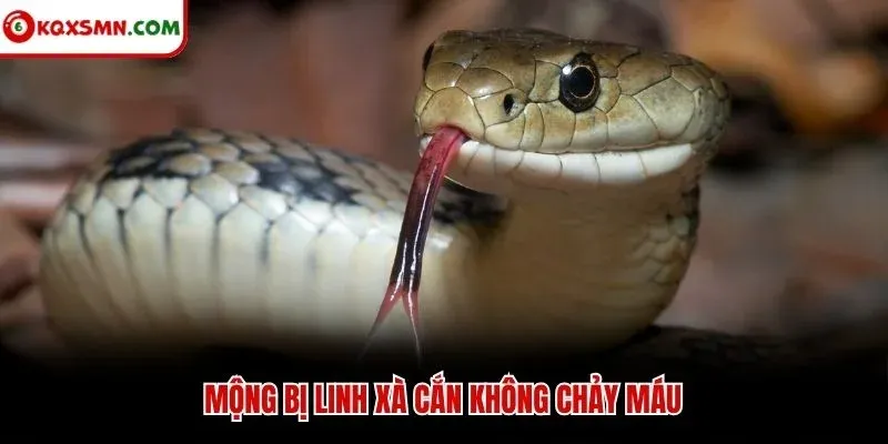 Mộng bị linh xà cắn không chảy máu