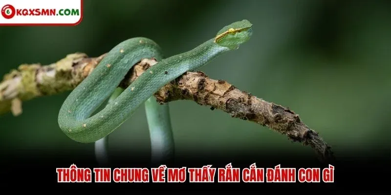 Thông tin chung về mơ thấy rắn cắn đánh con gì