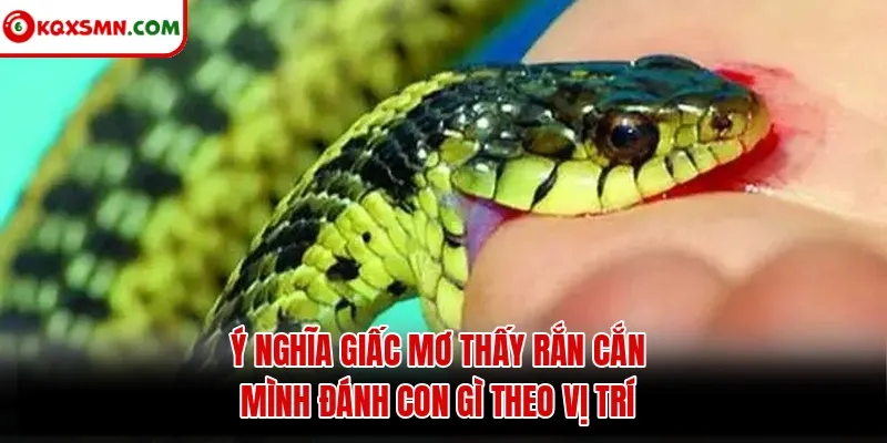 Ý nghĩa giấc mơ thấy rắn cắn mình đánh con gì theo vị trí