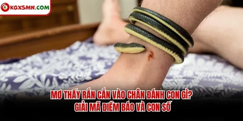 Mơ thấy Rắn cắn vào chân đánh con gì? Giải mã điềm báo và con số