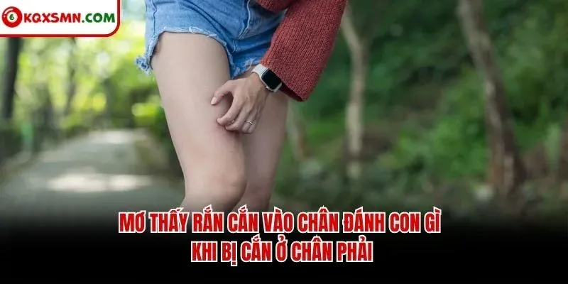 Mơ thấy rắn cắn vào chân đánh con gì khi bị cắn ở chân phải