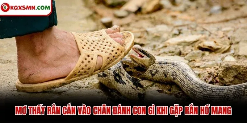 Mơ thấy rắn cắn vào chân đánh con gì khi gặp rắn hổ mang