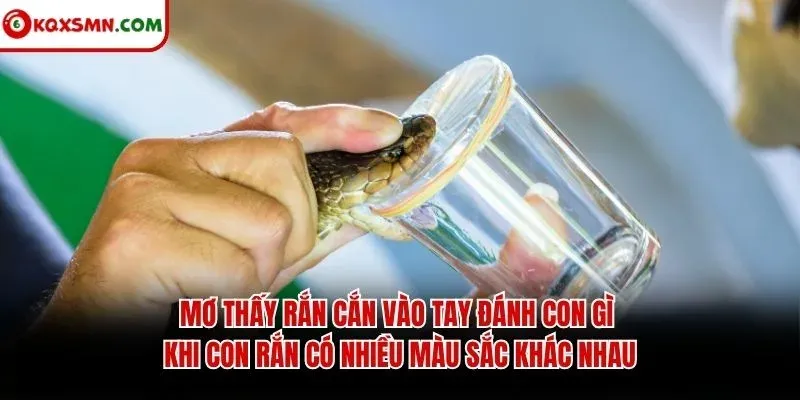 Mơ thấy rắn cắn vào tay đánh con gì khi con rắn có nhiều màu sắc khác nhau