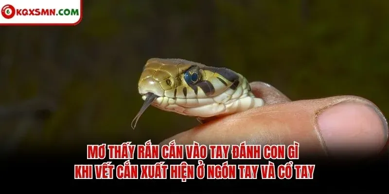 Mơ thấy rắn cắn vào tay đánh con gì khi vết cắn xuất hiện ở ngón tay và cổ tay