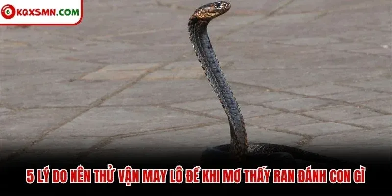 5 lý do nên thử vận may lô đề khi mơ thấy ran đánh con gì