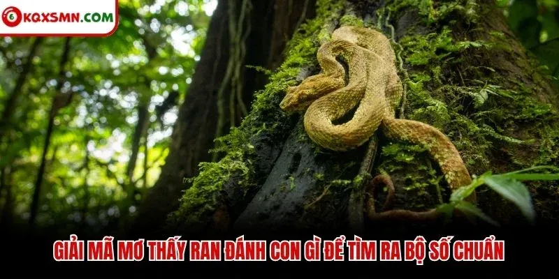 Giải mã mơ thấy ran đánh con gì để tìm ra bộ số chuẩn