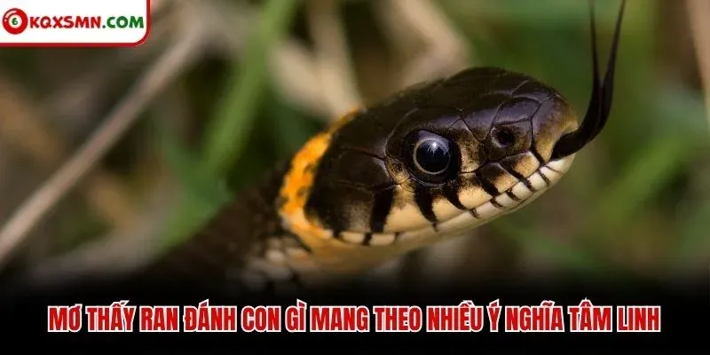 Mơ thấy ran đánh con gì mang theo nhiều ý nghĩa tâm linh