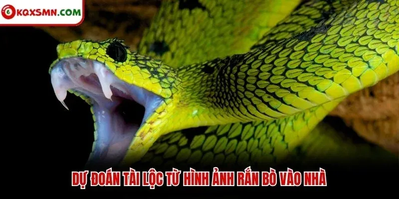 Dự đoán tài lộc từ hình ảnh rắn bò vào nhà