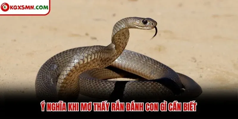 Ý nghĩa khi mơ thấy rắn đánh con gì cần biết