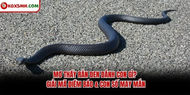 Mơ thấy Rắn đen đánh con gì? Giải mã điềm báo & con số may mắn