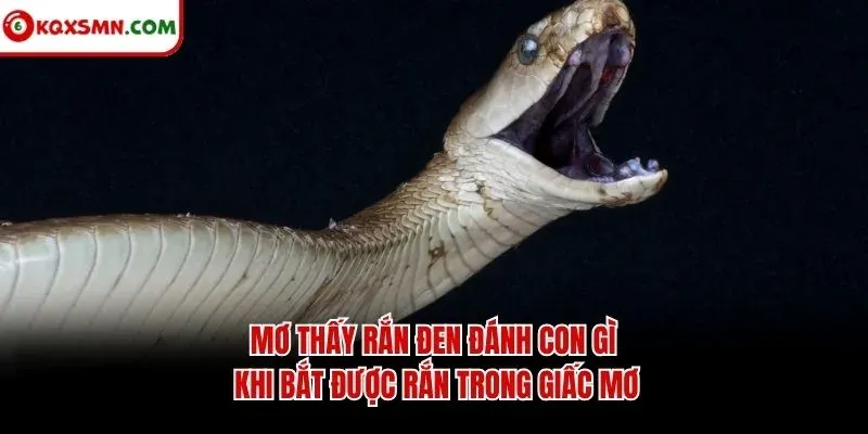 Mơ thấy rắn đen đánh con gì khi bắt được rắn trong giấc mơ