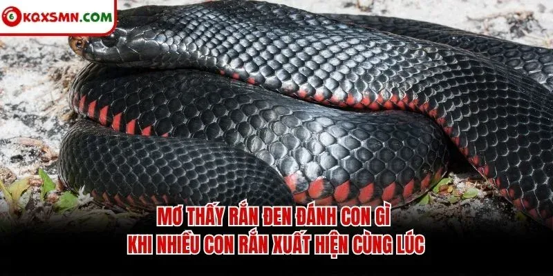 Mơ thấy rắn đen đánh con gì khi nhiều con rắn xuất hiện cùng lúc